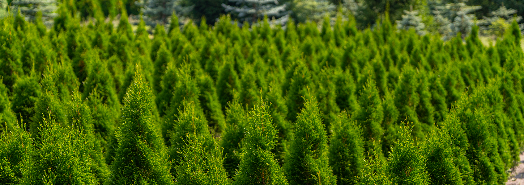 Champ de cèdres à haies, pépinière Karine Dumont