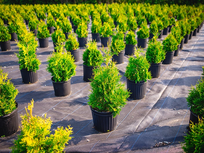 Cèdres cultivés en pot, Est-du-Québec