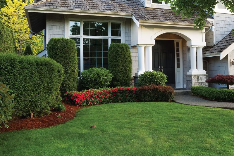 Haie de cèdres installée chez un client, Rivière-du-Loup