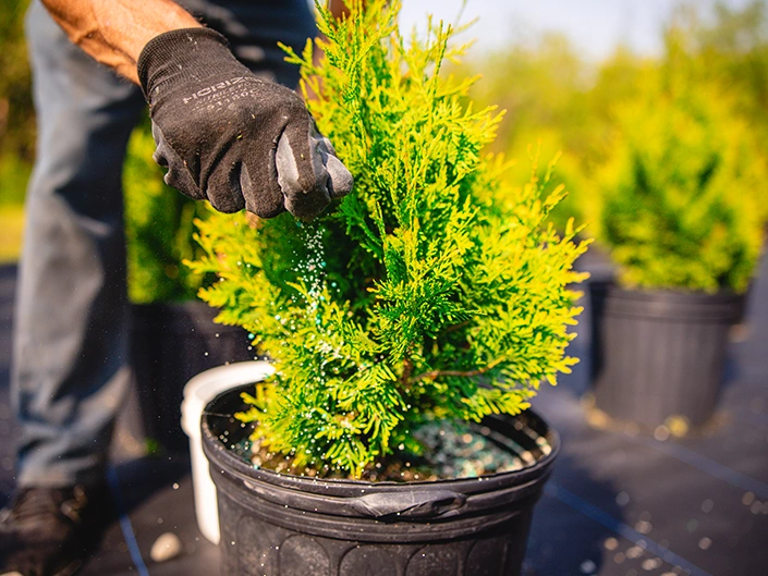 Rangée de cèdres en pot à vendre, Est-du-Québec